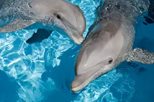 Tursiops Truncatus Images Drucke: Bottlenose Dolphins - 2 together