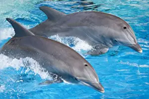 Tursiops Truncatus Behavior Drucke: Bottlenose Dolphins - Tail dancing