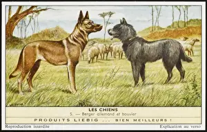 Historical Dog Breeds Drucke: Bouvier & German Shep