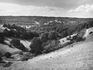 Winding Road Scenery Drucke: Box Hill, Surrey