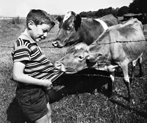 Cows In A Field Drucke: Boy encounters two cows in a field