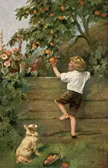 Junge Äpfel stehlen