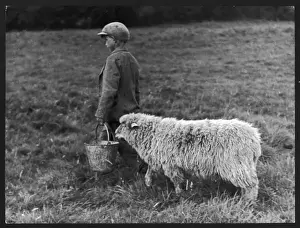 Schafe Drucke: Junge und Schaf