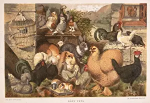 19th Century Farm Life Drucke: Boys Pets
