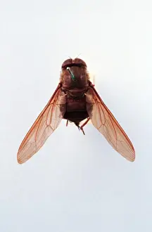 Entomology Images Drucke: Brachycerous fly