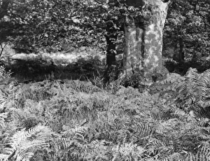 English Forest Scenery Drucke: BRACKEN