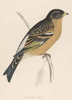 Migratory Birds Drucke: BRAMBLING