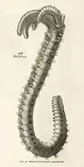 Victorian Era Marine Wildlife Drucke: Branched Worm 1891