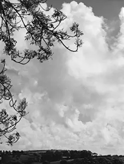 Atmospheric Cloud Formations Drucke: Branches and Clouds