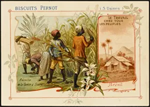 Sugar Cane Farming Drucke: Brazil - Sugar Cane