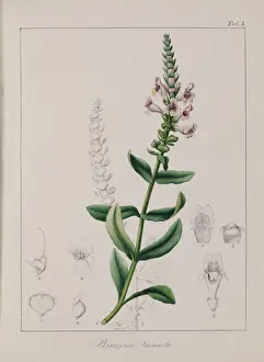 Dicotyledonous Flowering Plants Drucke: Brazoria truncata