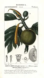 Brotfrucht, Artocarpus altilis