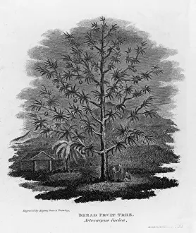 Fruit Tree Images Drucke: Breadfruit Tree