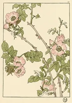 Rosenbraun