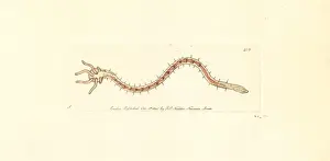 Zoology Illustrations History Drucke: Bristleworm, Dero digitata
