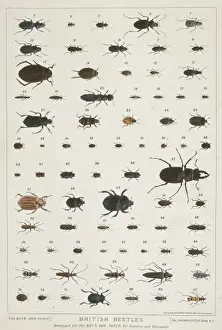 Drucke von Ein Plakatt mit Schmetterlingsarten ausgewählt für The Boys Own Paper von Watkins und Doncaster, Naturliebhabern Insekten Drucke: Britische Käfer