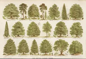 Verwandte Bilder Drucke: Britische Waldbäume