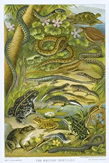 19th Century Wildlife Art Drucke: The British Reptiles