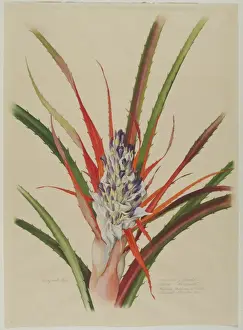 Colourful Flower Illustrations Drucke: Bromelia anticantha