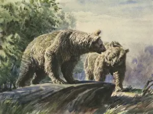Nature Wildlife Pictures Drucke: Brown bears