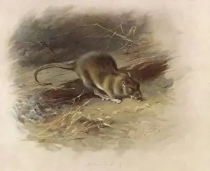 Drucke von Ein brauner Rattenkäfer Braune Ratte Drucke: Braunratten / Thorburn