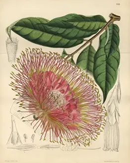 Brownea Macrophylla Drucke: Brownea macrophylla, small tree native to New Grenada
