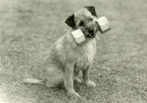 Border Terrier Drucke: FALL / BORDER TERRIER / 1960