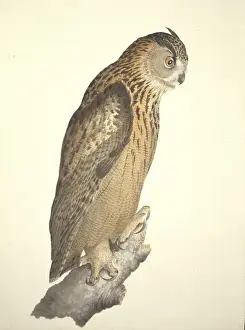 William MacGillivray Artwork Drucke: Bubo bubo, Eurasian eagle-owl