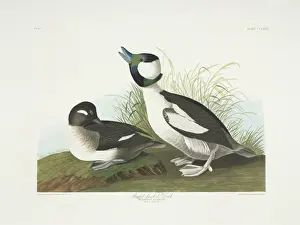 Hand Coloured Aquatint Drucke: Bucephala albeola, bufflehead