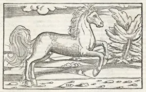 BUCEPHALUS