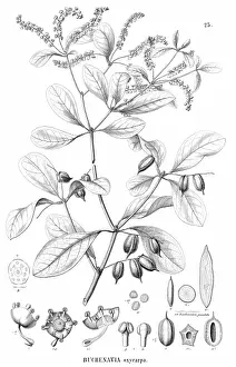 Dicotyledonous Flowering Plants Drucke: Buchenavia oxycarpa