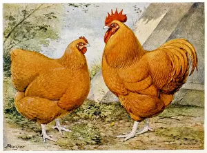 Bockornwallen