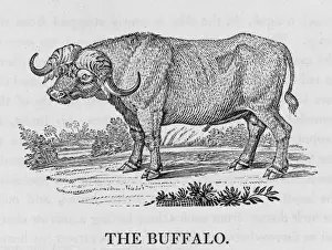 Mary Evans Prints Collection Drucke: Buffalo (Bewick)