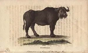 Naturalist Pocket Magazine Drucke: Buffalo, Bos bubalus