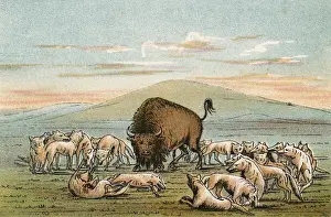 Bison und Bärenmensch - 2