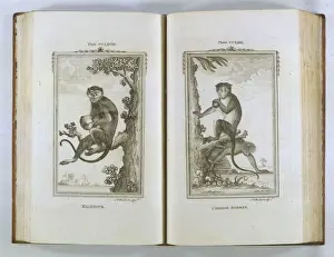 18th Century Prints Drucke: Buffon / Monkeys