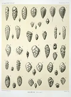Nineteenth Century Marine Life Drucke: Bulimina