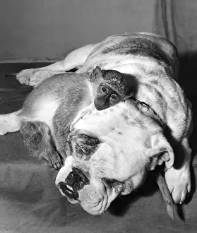 Unusual Animal Friends Drucke: Bulldog and Monkey