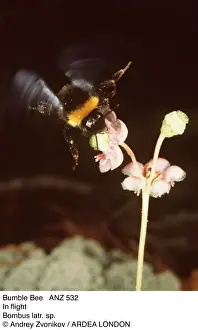 Insect Photography UK Drucke: BUMBLEBEE - In flight