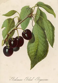 Fresh Cherries Drucke: Bunch of Black Cherries