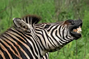 Historical Animal Prints Online Drucke: Burchells / Plains / Common Zebra