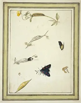 Invertebrate Arthropod Images Drucke: Burnet moth