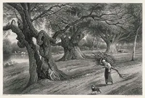 Brennholz-Buchen, Buckinghamshire