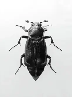 Insect Photography Art Drucke: Burying Beetle