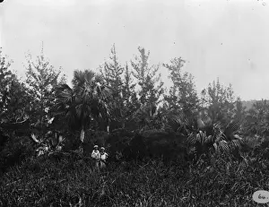 Victorian Era Exploration Drucke: In the bush botanizing, Bermuda 1873