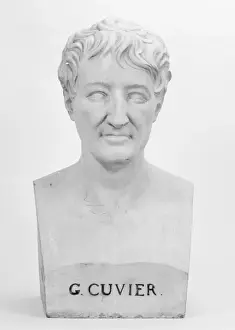 Natural History Museum Images Drucke: Bust of G. Cuvier