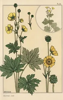Eugene Grasset Prints Drucke: Buttercup botanical study