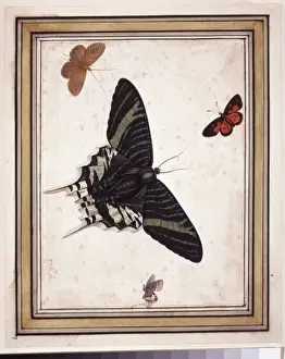 Invertebrate Arthropod Images Drucke: Butterflies