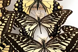 Butterfly Lepidopteran Species Drucke: Butterflies on display