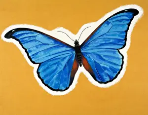 Vintage Butterfly Illustrations Drucke: Butterfly